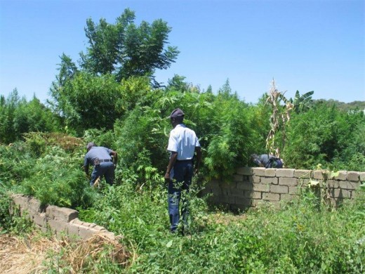 Police officials inspect a small dagga plantation growing in the backyard of a resident of Ga-Matipane village.